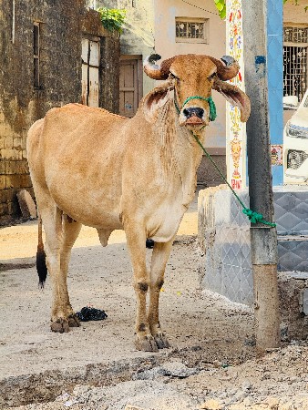 थंबनेल 5