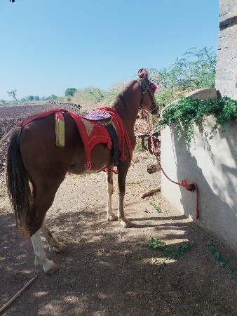 કાઠીયાવાડી  ઘોડી વેચવાની છે
