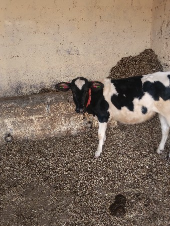 જર્સી વાછડી આપવાની છે