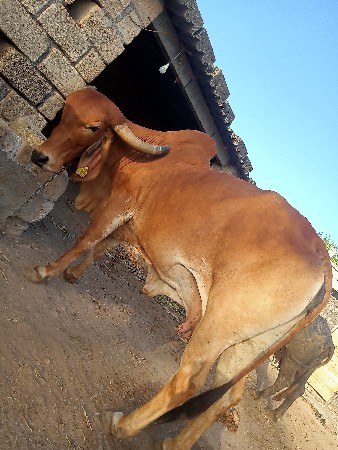 ગીર ગાય વેચવાની છે