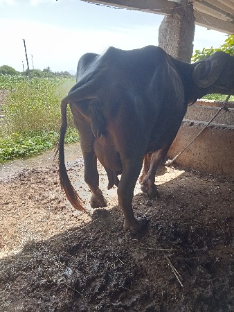 ભેશ વેશવા નિ છે