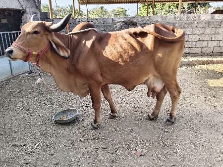 ચોથા વેતનની ગાય વેચવાની 15 થી 20 દ