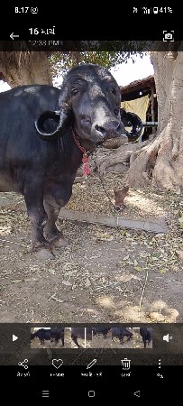 थंबनेल 2