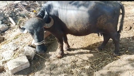 थंबनेल 2