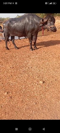 ખણેલી.વેચવાનીસે...ચારમયનાનીગભણસે