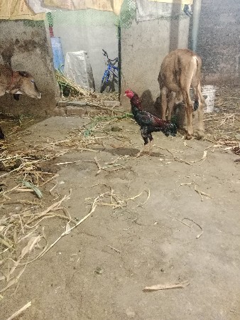 ફાઈટર  મુરઘો વેચવાનો છે