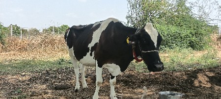 ઞાય વેસવાની છે