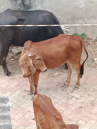 થંબનેલ 3