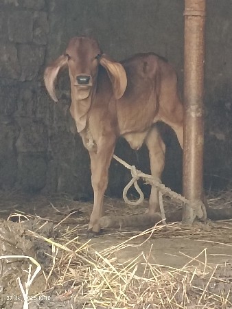 थंबनेल 3