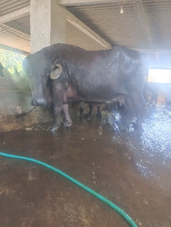 ભેંસ બેસવા ની છે