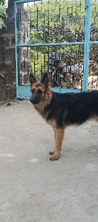 જર્મન શેફર્ડ મેલ