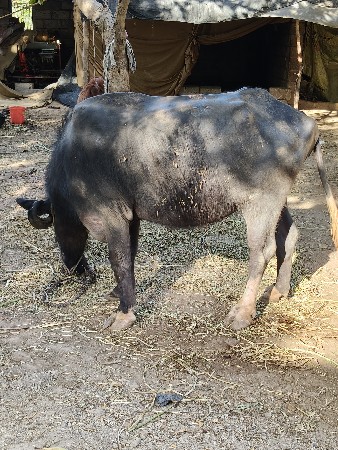 थंबनेल 2