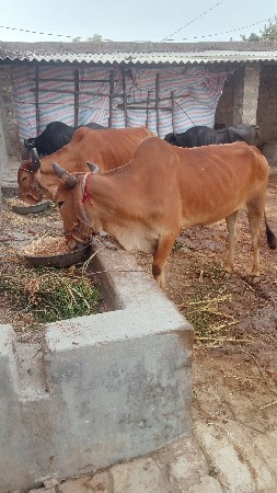 barejgaon