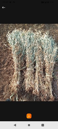 જુવાર ની નીણ વેચવા ની છે