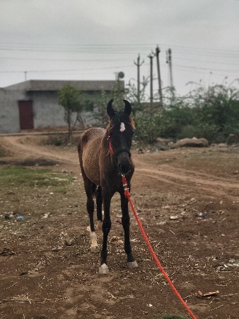 थंबनेल 3