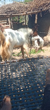 थंबनेल 2