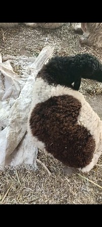 ઘેટા વેચવાના છે 2