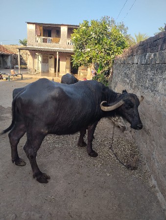 ભેસ વેચવા ની છે