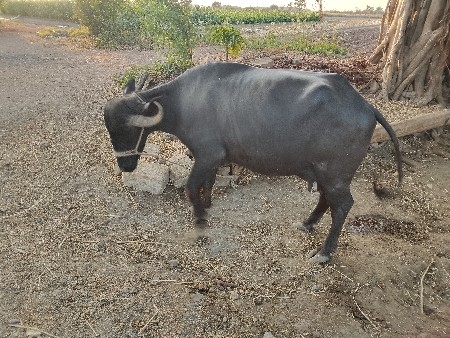 ભેંસ વેચવાની છે