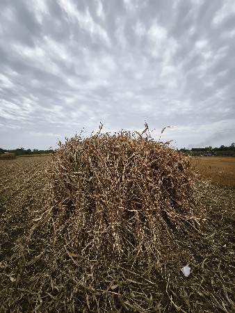 જુવાર ની નીણ વેચવાની છે..
