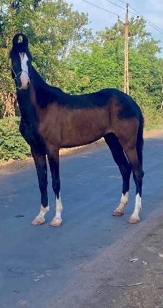 વછેરી છે