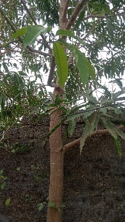 aatari ne jadi vesavani se