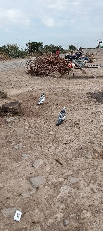 કબૂતર વેચવાના છે