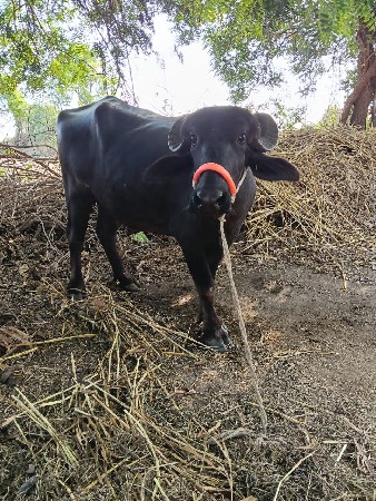 ખડેલી વેચવા ની છે