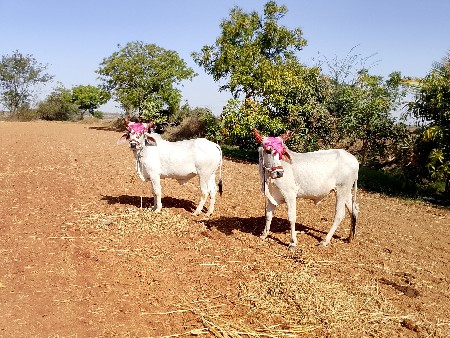 ગોઢલા વેચવાના છે