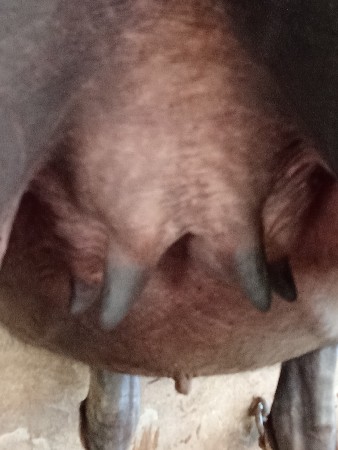 ખડેલુવેચાવછે પેલૂવેતર