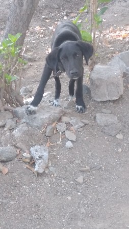 લેબ્રાડોર કુતરો વેચવાનો છે