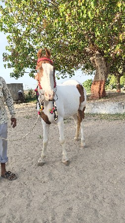 થંબનેલ 3