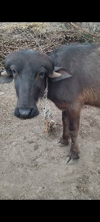 પાડો વેચવાનો સે