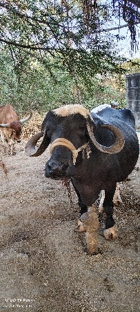 ભેંસ વેસ વાની સે.
