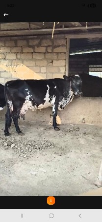 બોડી ક્રોસ ગાય વેચવાની છે.