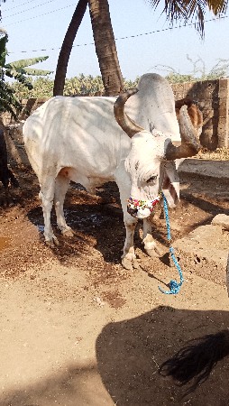 थंबनेल 3