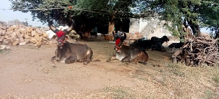 થંબનેલ 3
