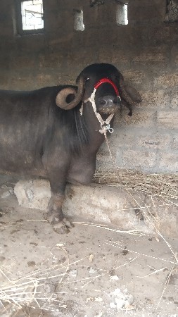 ભેંસ વેચવાની છે