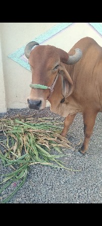 ગાય વેચવાનીછે