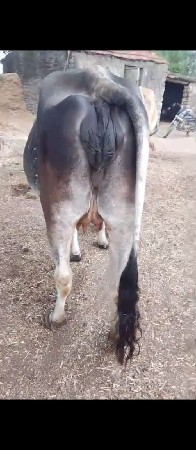 દેશી ગાય