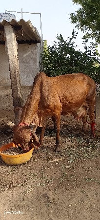 ગીર ગાય વેચવાની છે