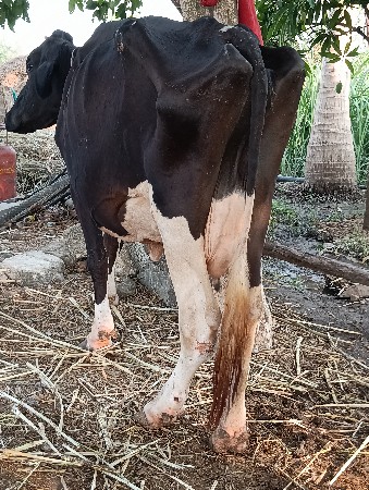hf ગાય  વેસવાની છે