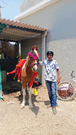 ઘોડી વેચવાની છે