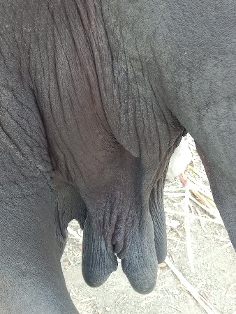 ભેસવેસવાની્સે