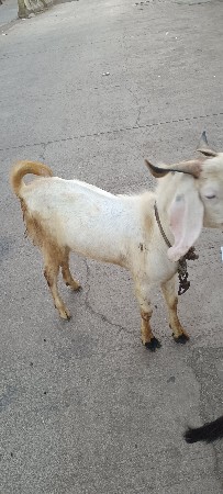 બકરો વેચવાનો છે દોઢ વરસનો છે