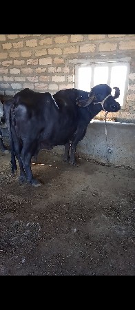 ભૈસ વેચવાની છે