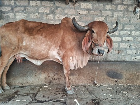 થંબનેલ 3