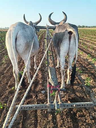 બે વાવણી વાવેલ