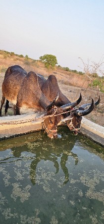 વેચવાના છે