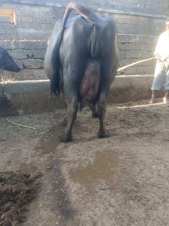 પેલું વેતર